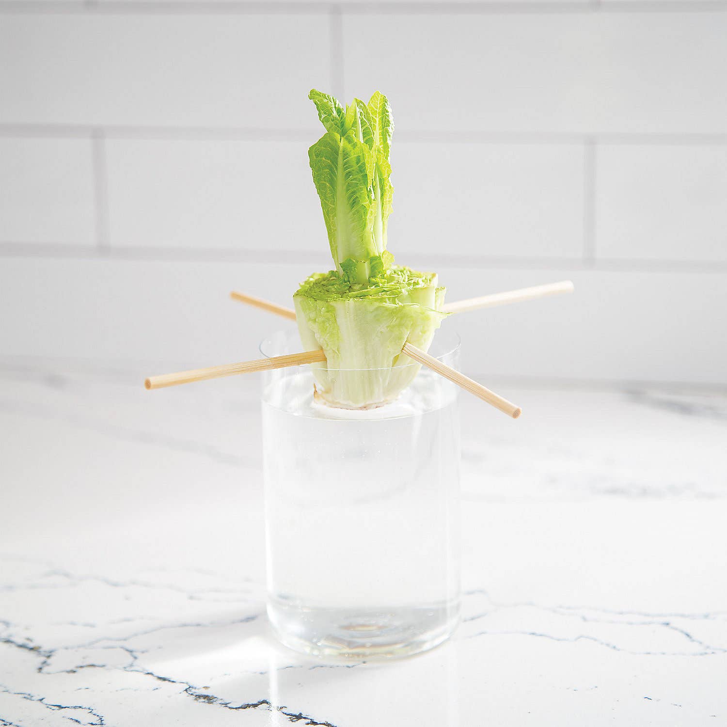 Home Grown: Growing Kit